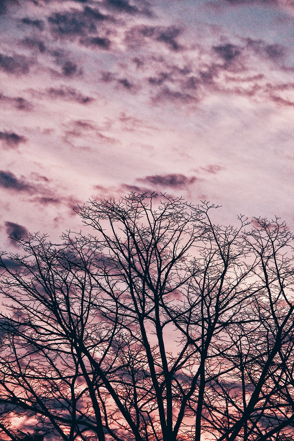 bare tree, Tree, Branches, Sky HD wallpaper