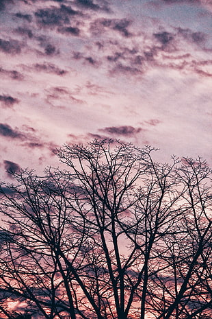 bare tree, Tree, Branches, Sky