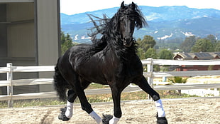 black horse jogging