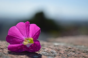 closeup photo of purple and green petaled flower on brown and gray ground