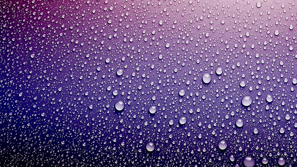 dew drops on purple surface HD wallpaper