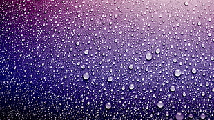 dew drops on purple surface