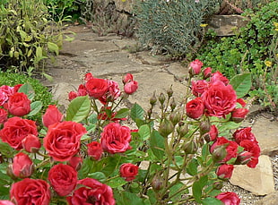 red Rose during daytme