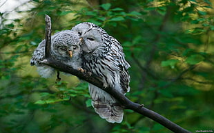 two black-and-white owls, owl, birds, animals, wildlife