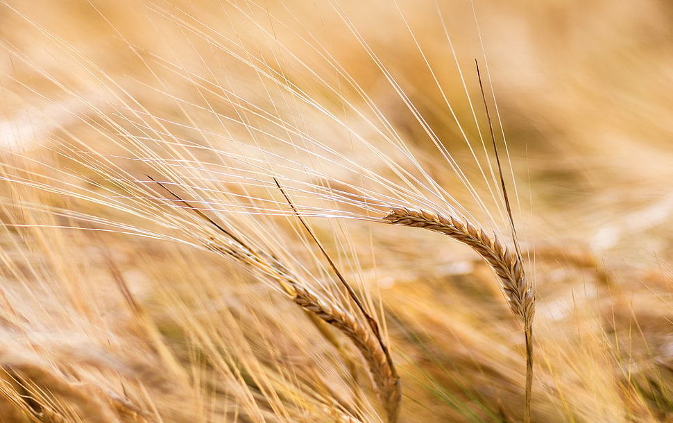 close up photo of Wheat grass, barley HD wallpaper
