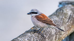 shallow focus photography of gray and brown short-beak bird on tree branch