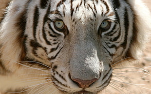 white and black tiger