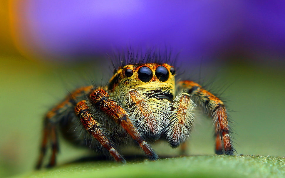 close-up photo of brown jumping spider on green surface HD wallpaper