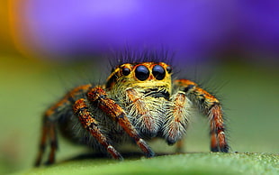 close-up photo of brown jumping spider on green surface