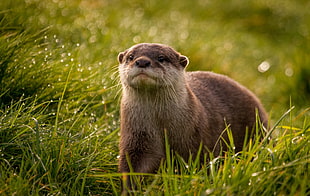 otter on green grass HD wallpaper