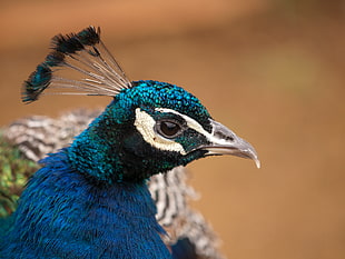 blue peacock HD wallpaper