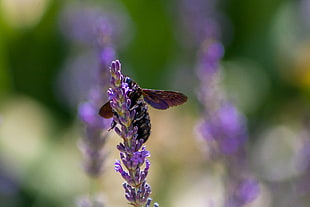 tilt lens photography of bee on purple flower