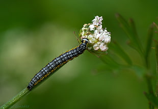 selective focus photo of caterpillar on white flower bud