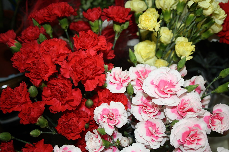 red, pink and yellow petaled flowers HD wallpaper