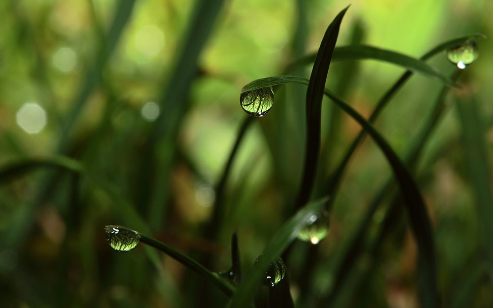 green grass water dew photography HD wallpaper
