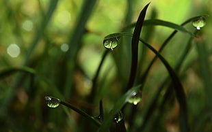 green grass water dew photography