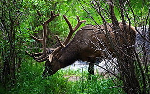 black buck eating grass photo HD wallpaper