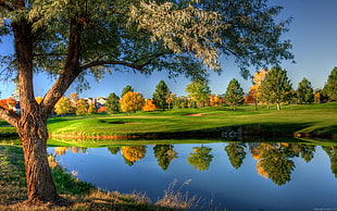 landscape photography of tree near pond and green grass lawn