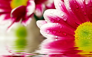 shallow focus photography of pink and green daisy on body of water