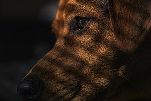 adult chocolate Labrador retriever HD wallpaper
