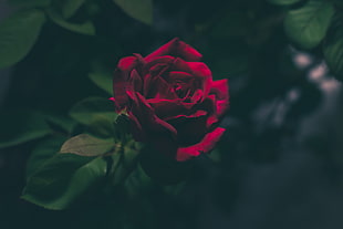 macroshot of red rose