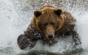 brown bear, animals, splashes, bears HD wallpaper