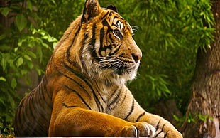 lion, tiger, animals, nature, big cats