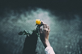 yellow petaled rose, hands, dark, rose, outdoors