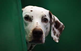 adult black and white Dalmatian on focus photo