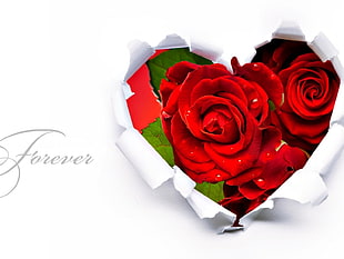Forever red rose heart illustration