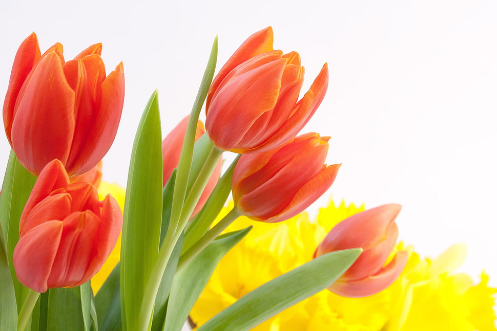 tulips, bouquet, spring, osterglocken HD wallpaper