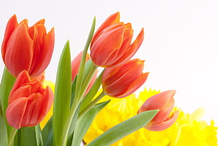 tulips, bouquet, spring, osterglocken