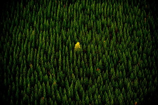 green leafed tree, nature, trees, yellow, alone