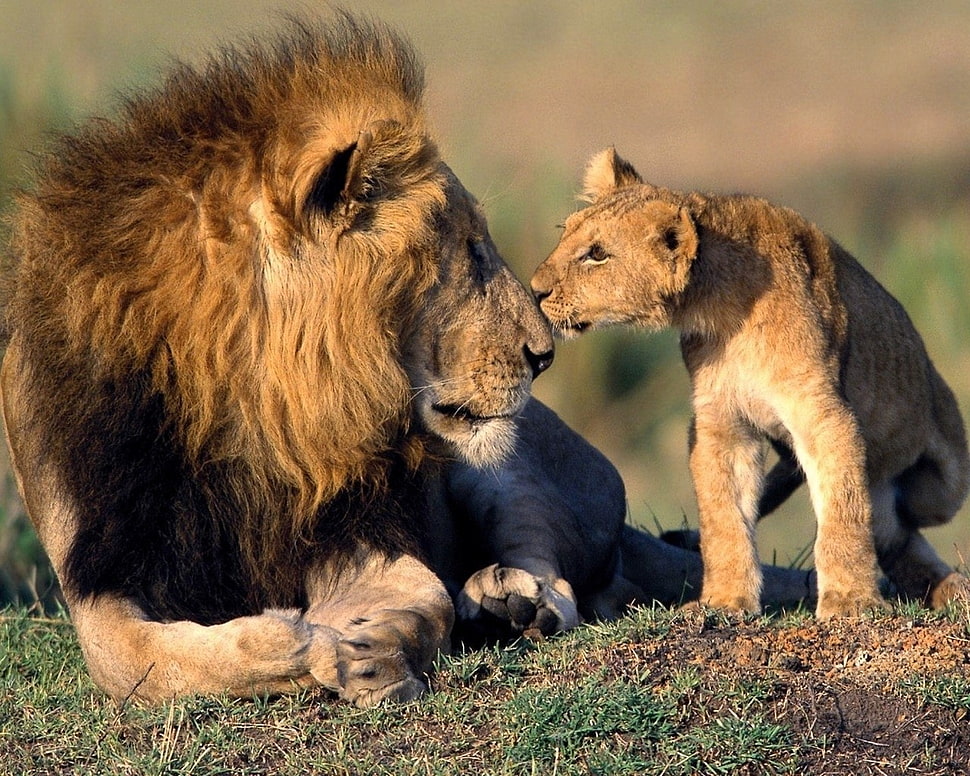 brown lion and cub, lion, Africa, baby animals, animals HD wallpaper