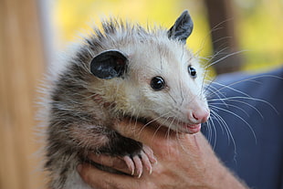 person holding opossum