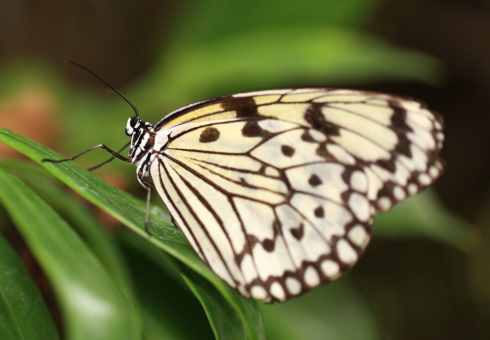 white and black butterfly on green linear leaf, idea leuconoe HD wallpaper