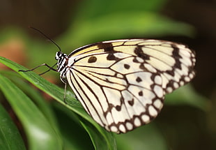 white and black butterfly on green linear leaf, idea leuconoe