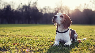 tri-colored beagle puppy, dog, Beagles, animals, sunlight