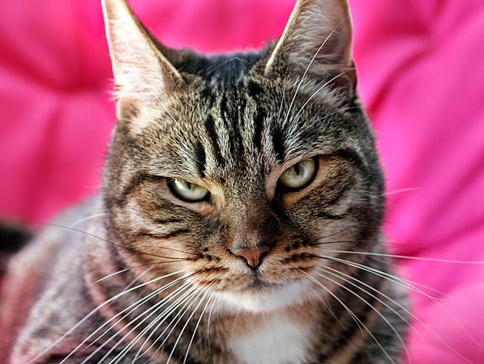 gray tabby cat HD wallpaper