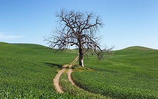withered tree beside dirt pathway during daytime HD wallpaper