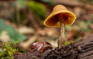 brown mushroom beside snail HD wallpaper