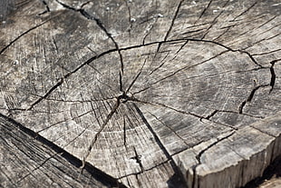 close up photography of log