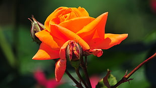 orange Rose flower in closeup photographty