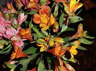 orange and yellow petaled flowers