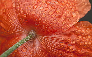 shallow focus on a red wet flower