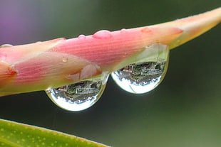pink flower with two dewdrops in close up photography