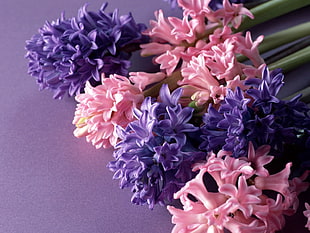 pink-and-purple tuberose clusters