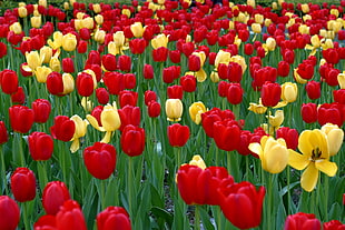 red and yellow tulips garden HD wallpaper