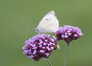 white Skipper Butterfly perched on purple Lantana flower in close-up photography during daytime, verbena