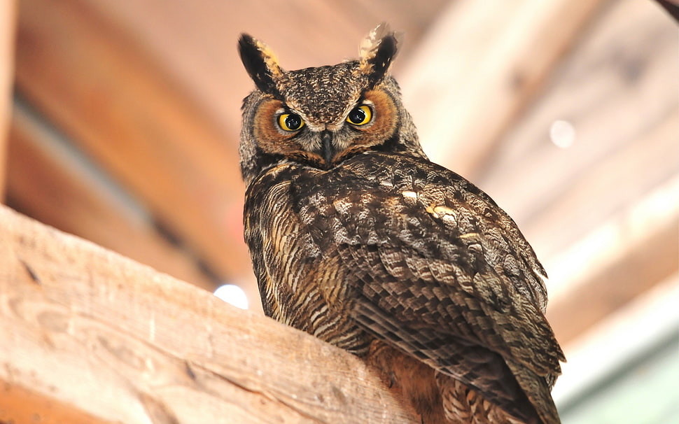 owl on brown wooden surface during daytime HD wallpaper